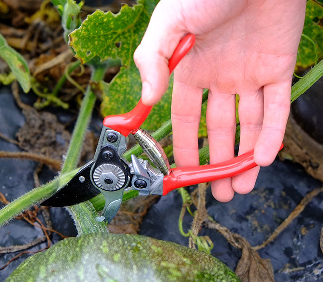Floral By-Pass Pruning Shear 6” – Precision & Performance!